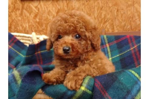 成約済の宮城県のトイプードル-102495の6枚目